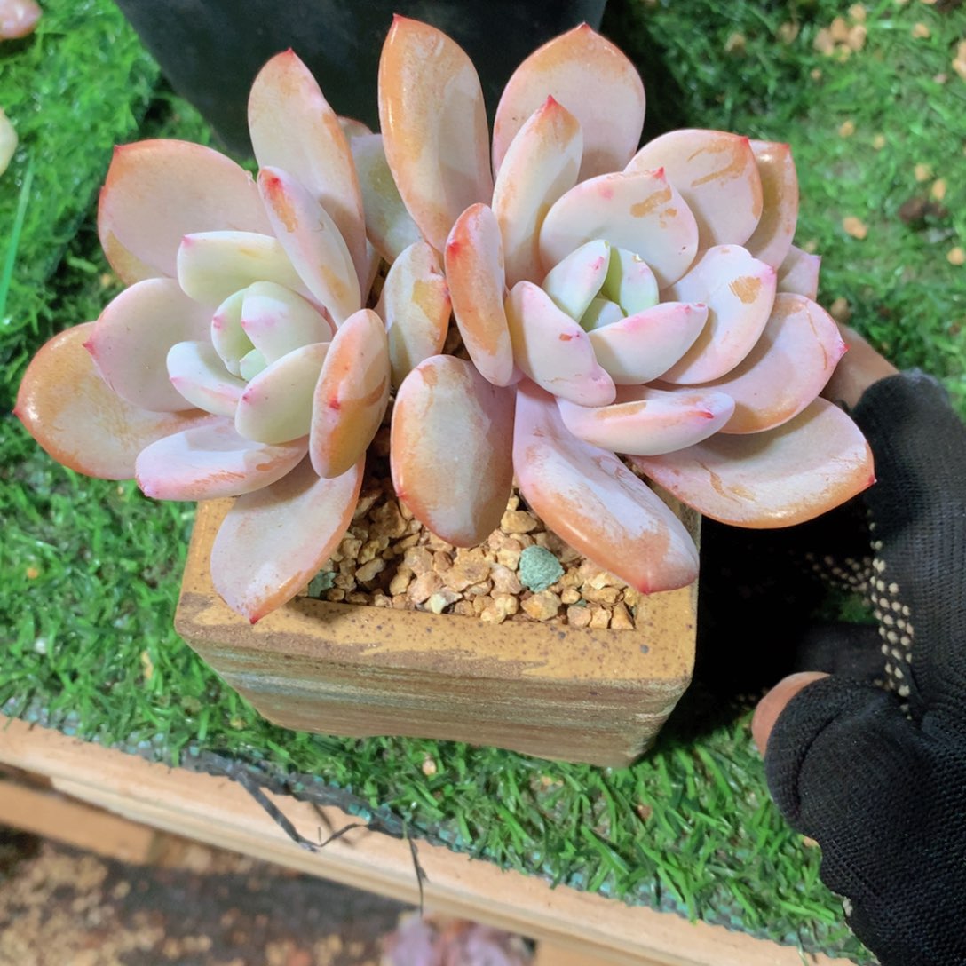 A**涵奶茶11 公分一物一拍