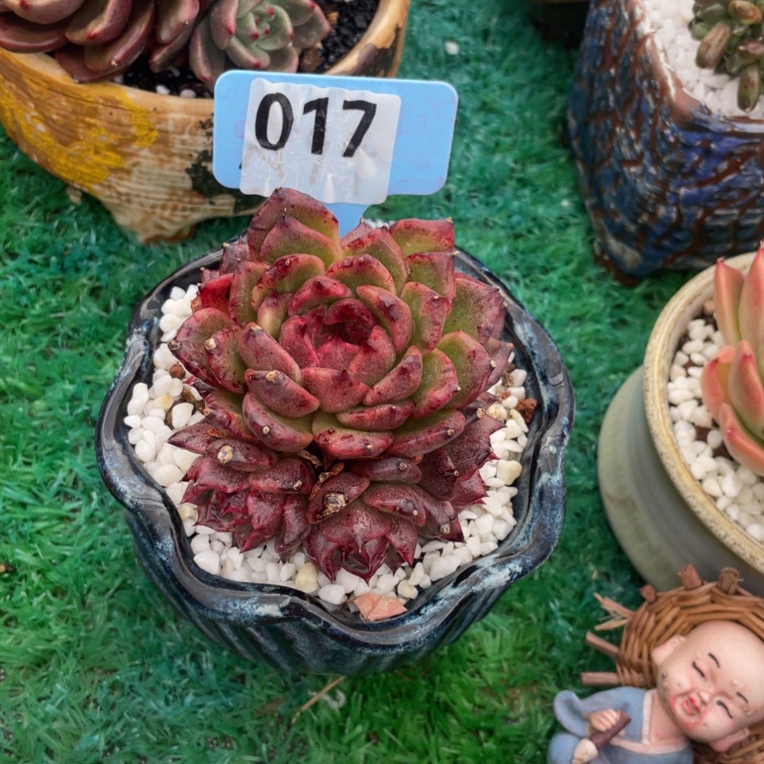 小***美多肉植物盆栽多肉