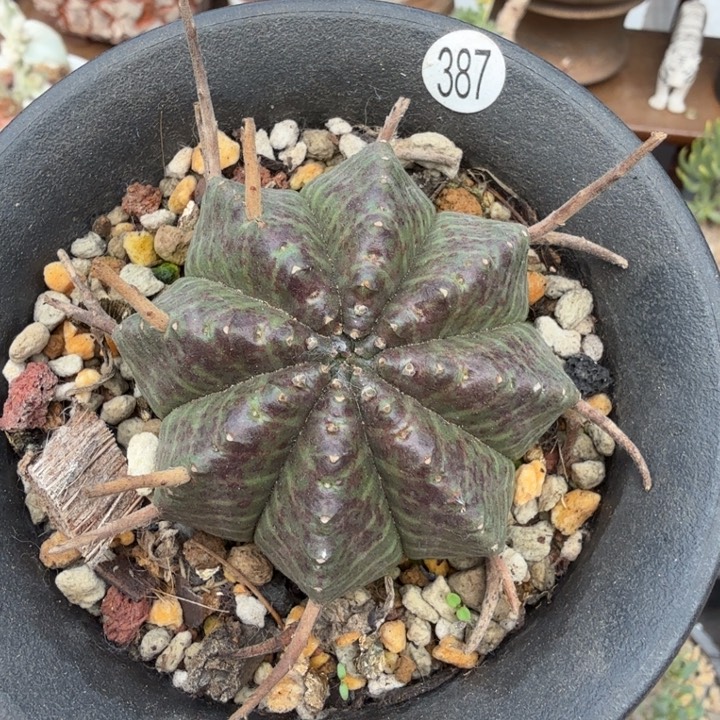 实生法利达（满28包邮）