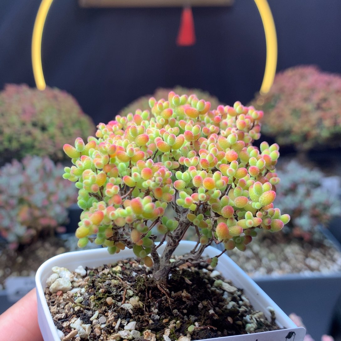 775蜜橘糖球            