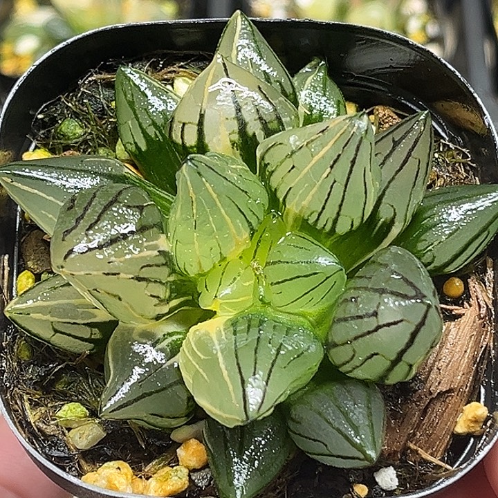 68巨大短肥西瓜寿锦