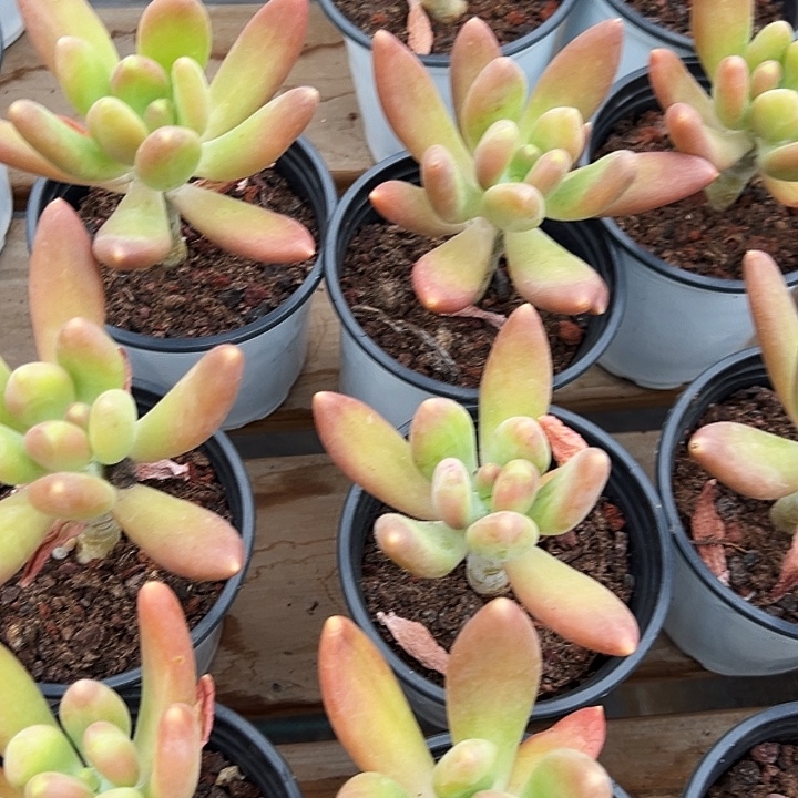 团066    两盆  金蝉  