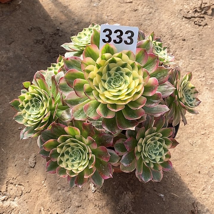 法师植物12345678