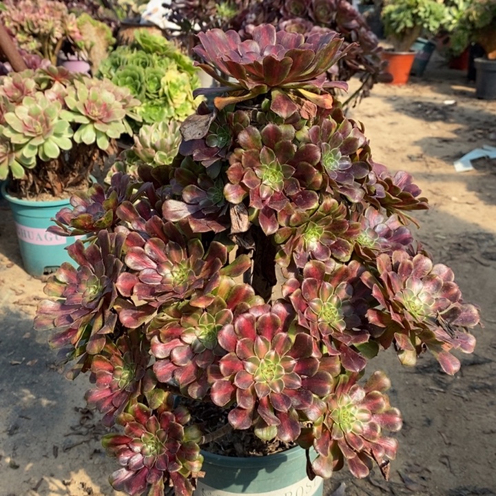 红桐中斑多肉植物86