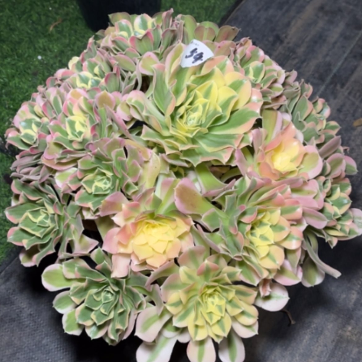 【闪购商品】54白凤多肉法师