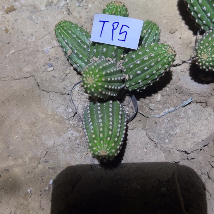 珠***宝T95金妞大富贵一颗40