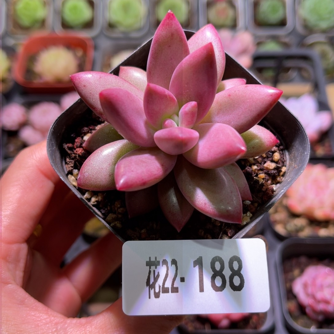 花利美22-188甜蜜蜜