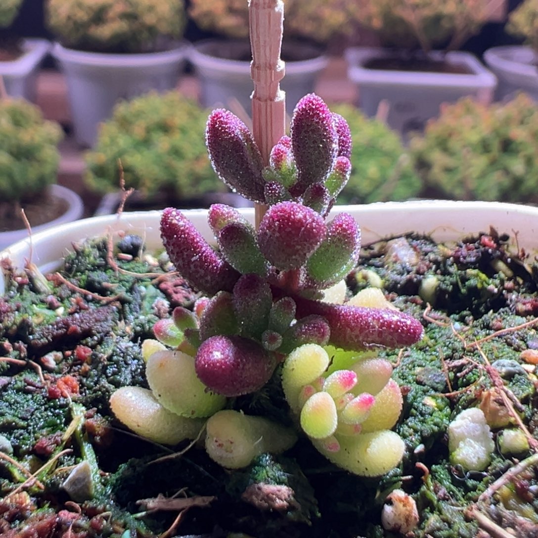 741红宝石锦一物一拍包开箱