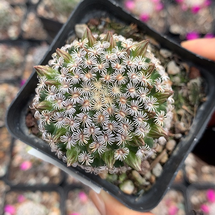 16 实生克氏丸5.7厘米8年球