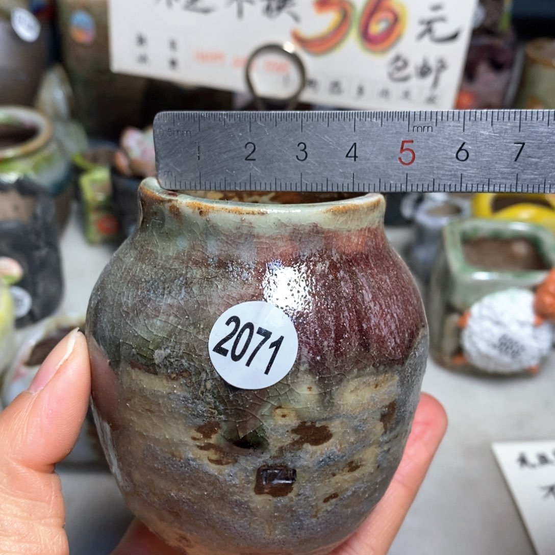 花盆拍3送一个小礼物