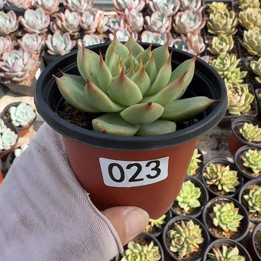 023七公分单头托斯卡内利满20包邮