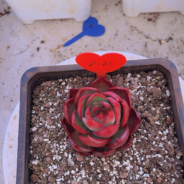 惊鸿仙子多肉植物2-21