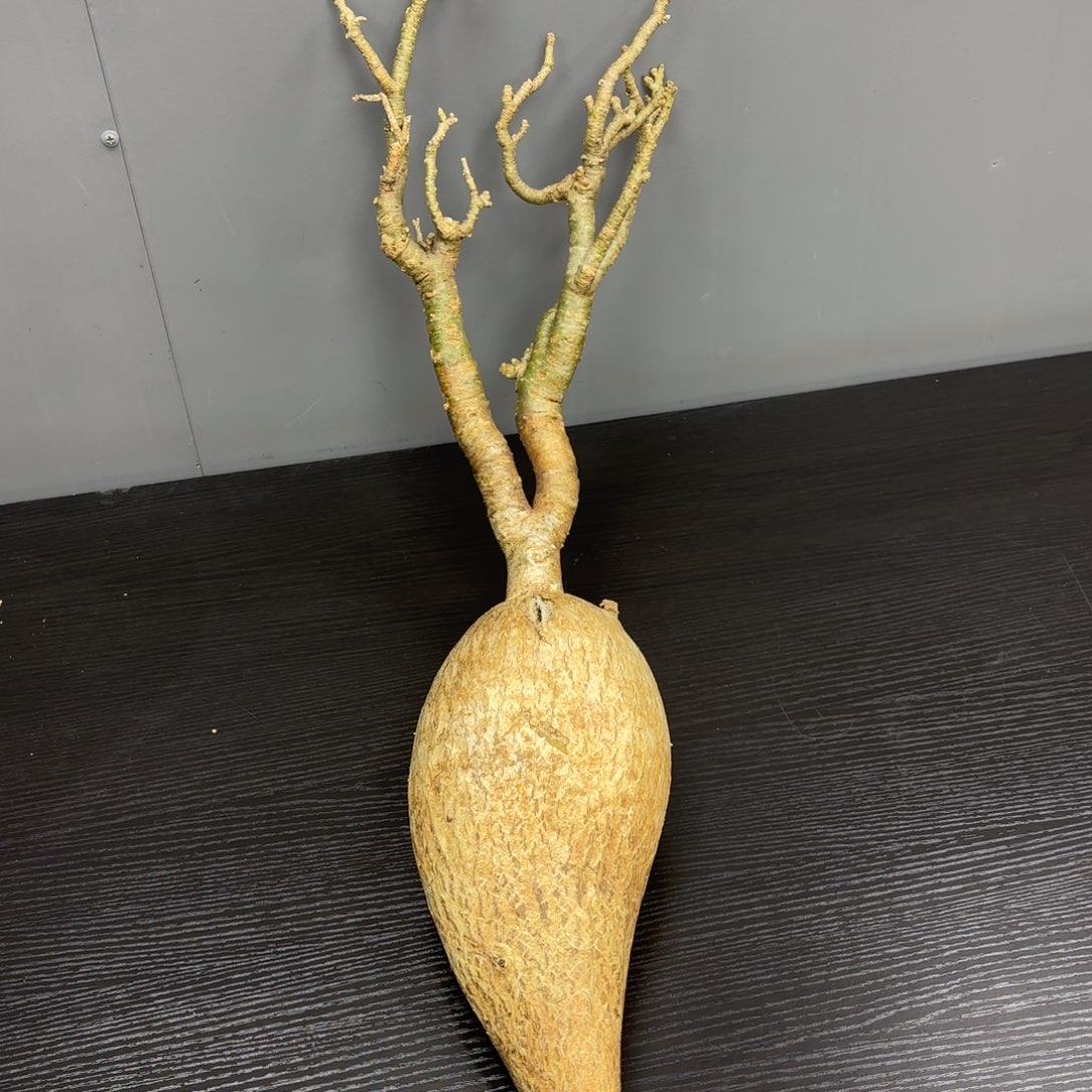 索马里块根植物的