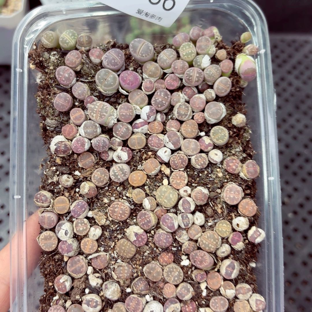 8386/—–零下地区需拍保温箱