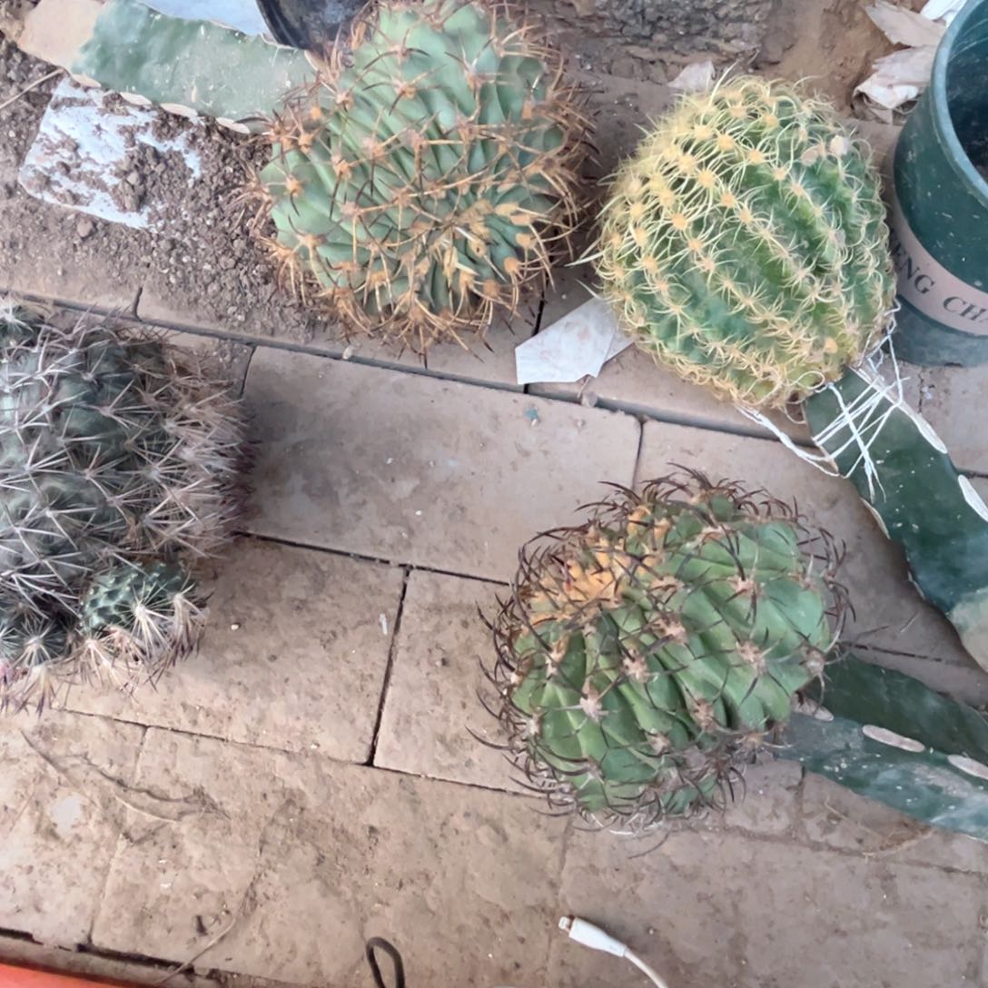 陪***月四个大球仙人球开花