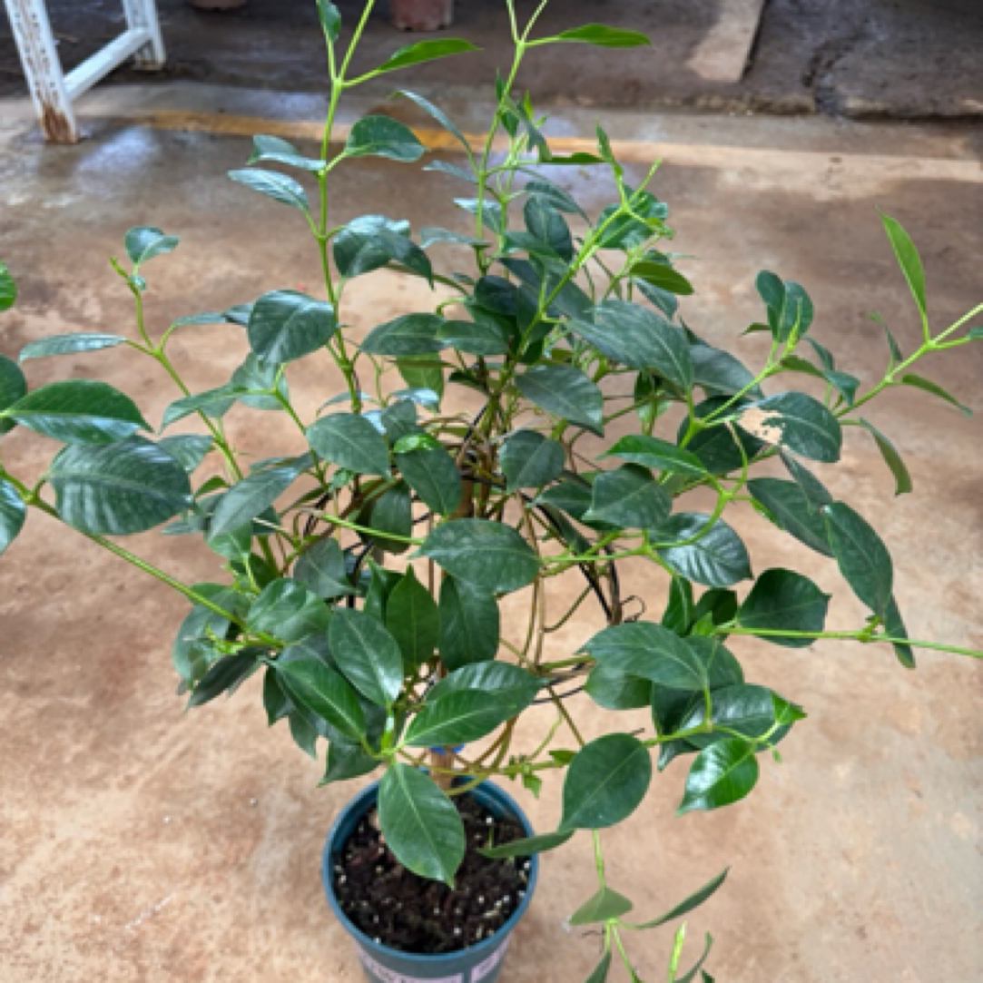 飘香藤盆栽（带加仑盆）