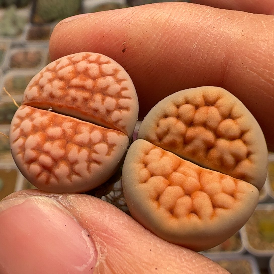 脑纹红花纹多肉植物百科