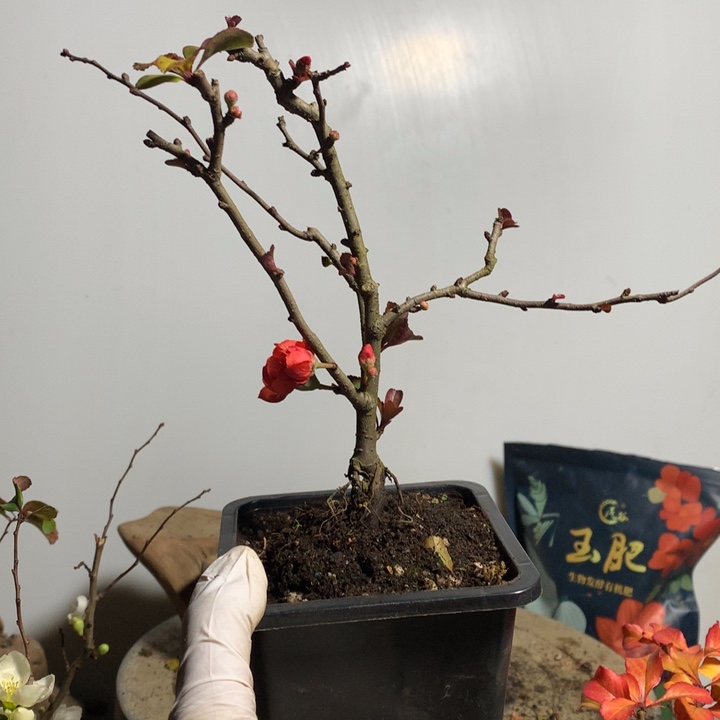 无花朵赵****）原生.....