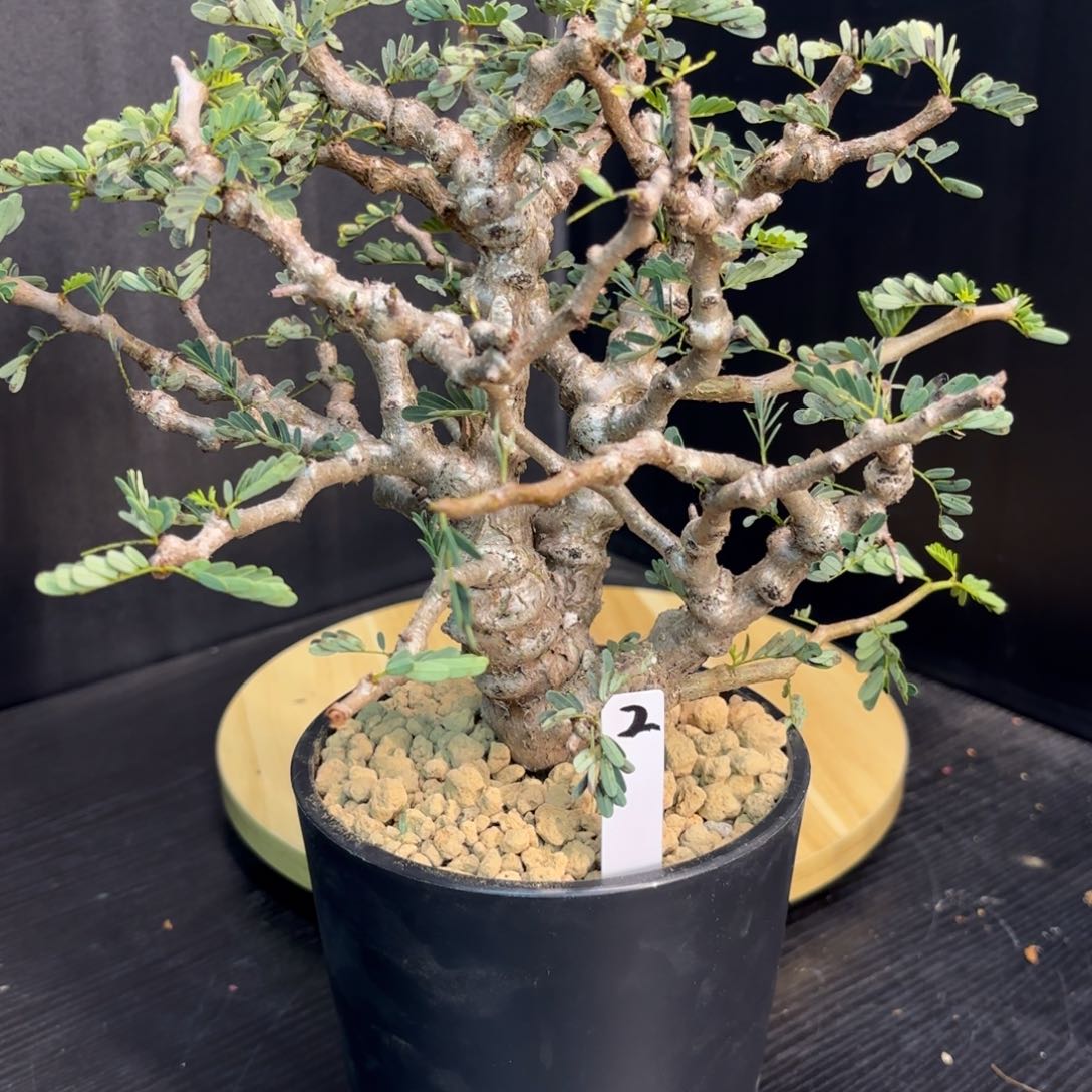 木乐*：  沙漠苏木带盆土