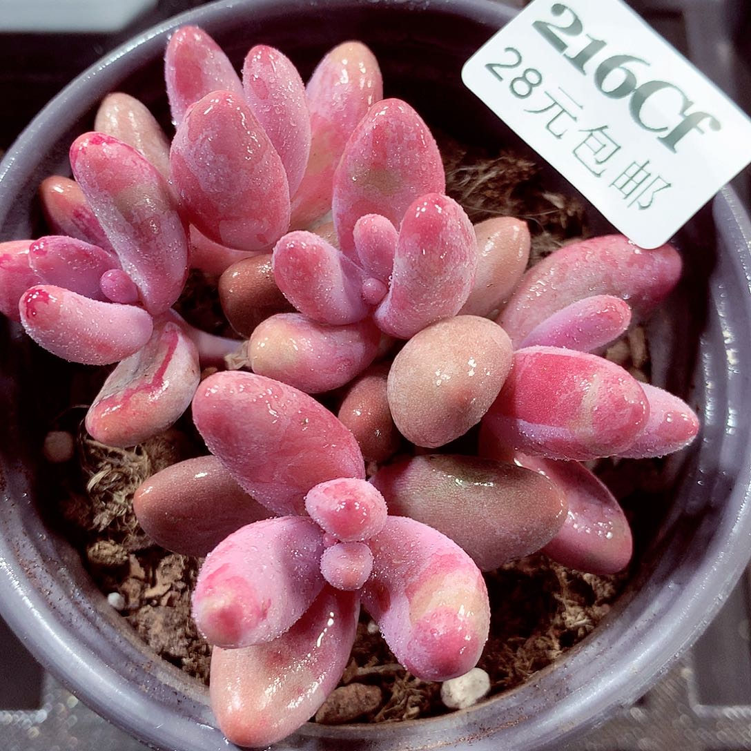5厘米盆精控多肉216