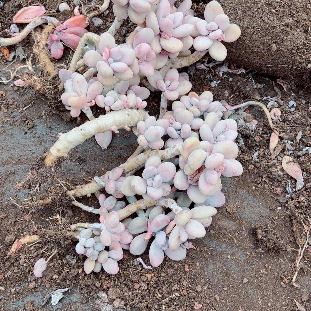 昕**贝桃蛋散装不售后4 