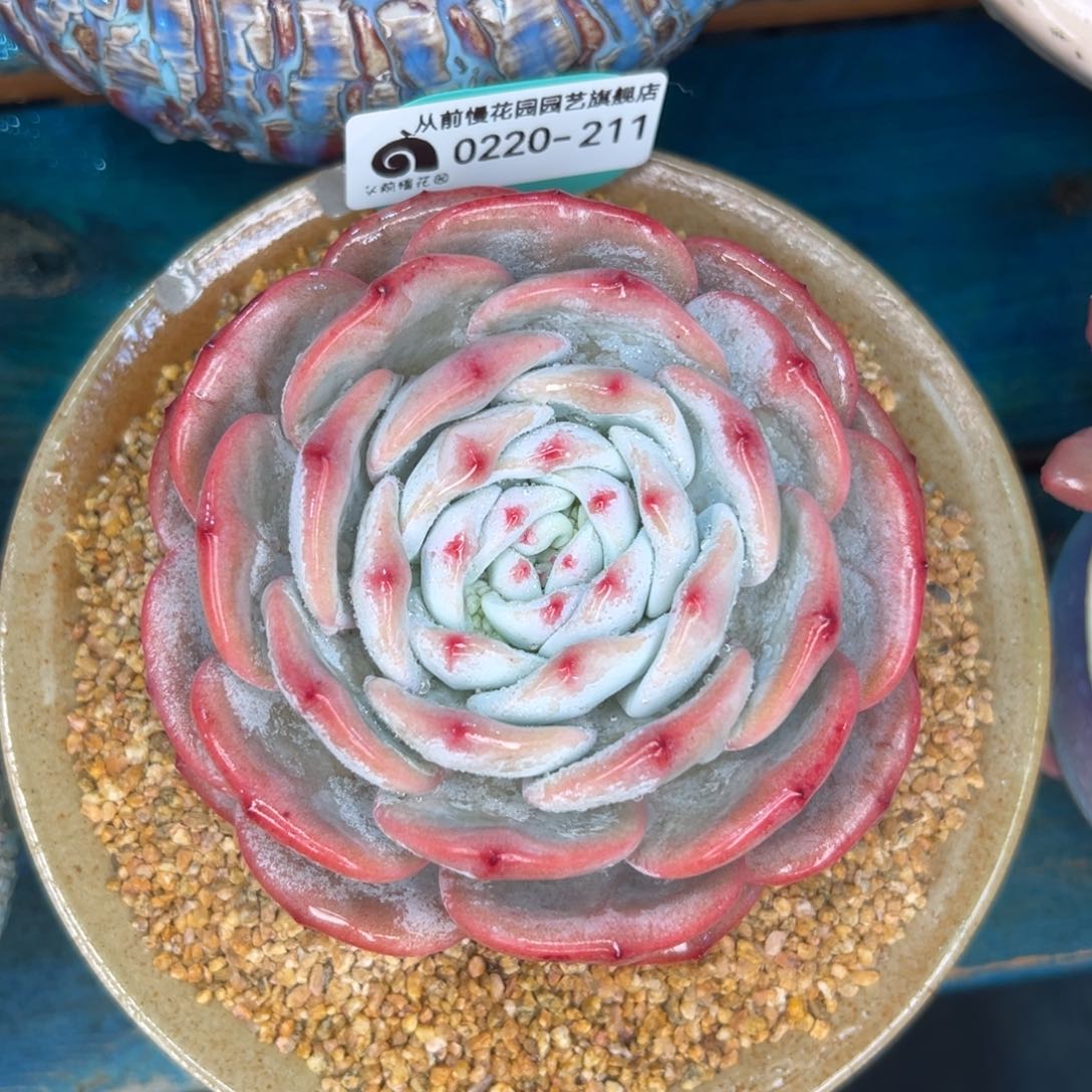 多肉一物一拍0220/211