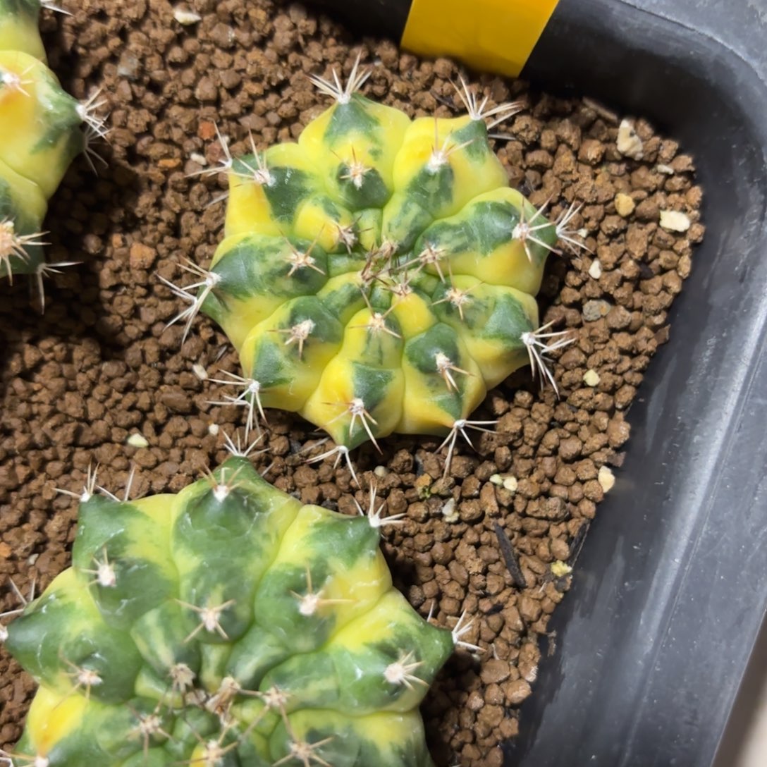 106-1227泰国发货多肉