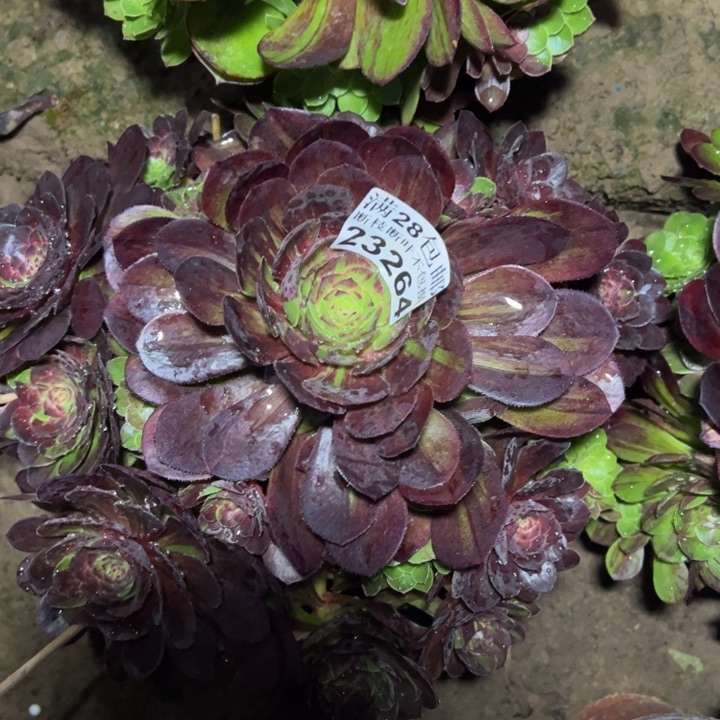 23264花月夜多肉植物