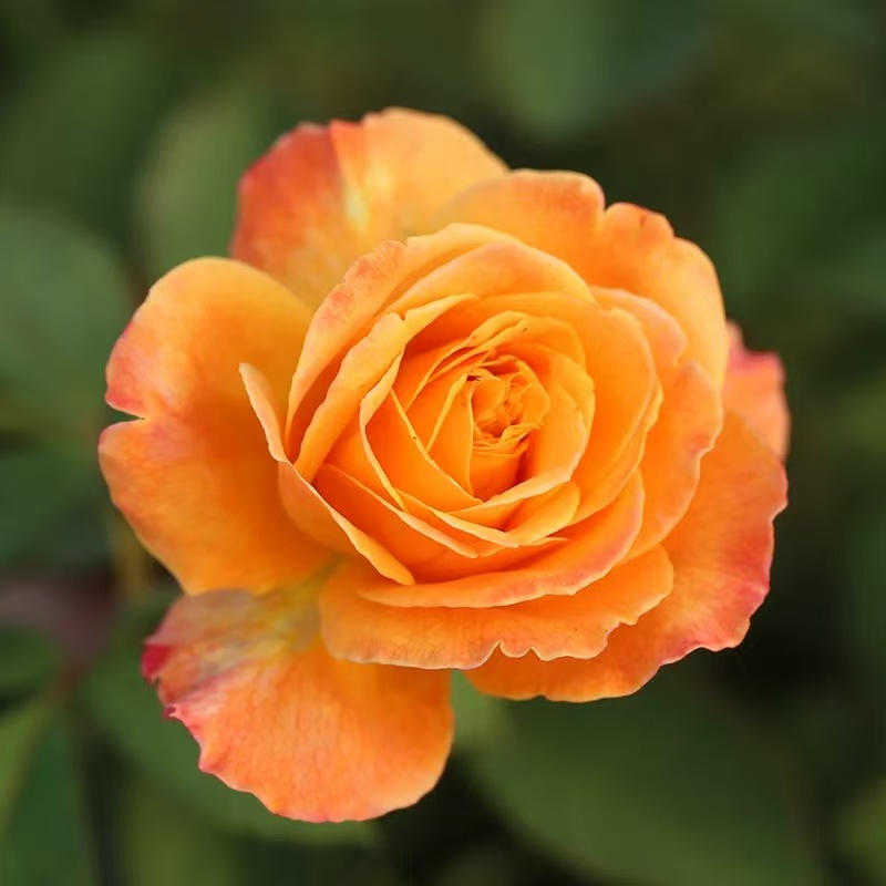 一夜暴富 月季苗成都露天苗好养花多