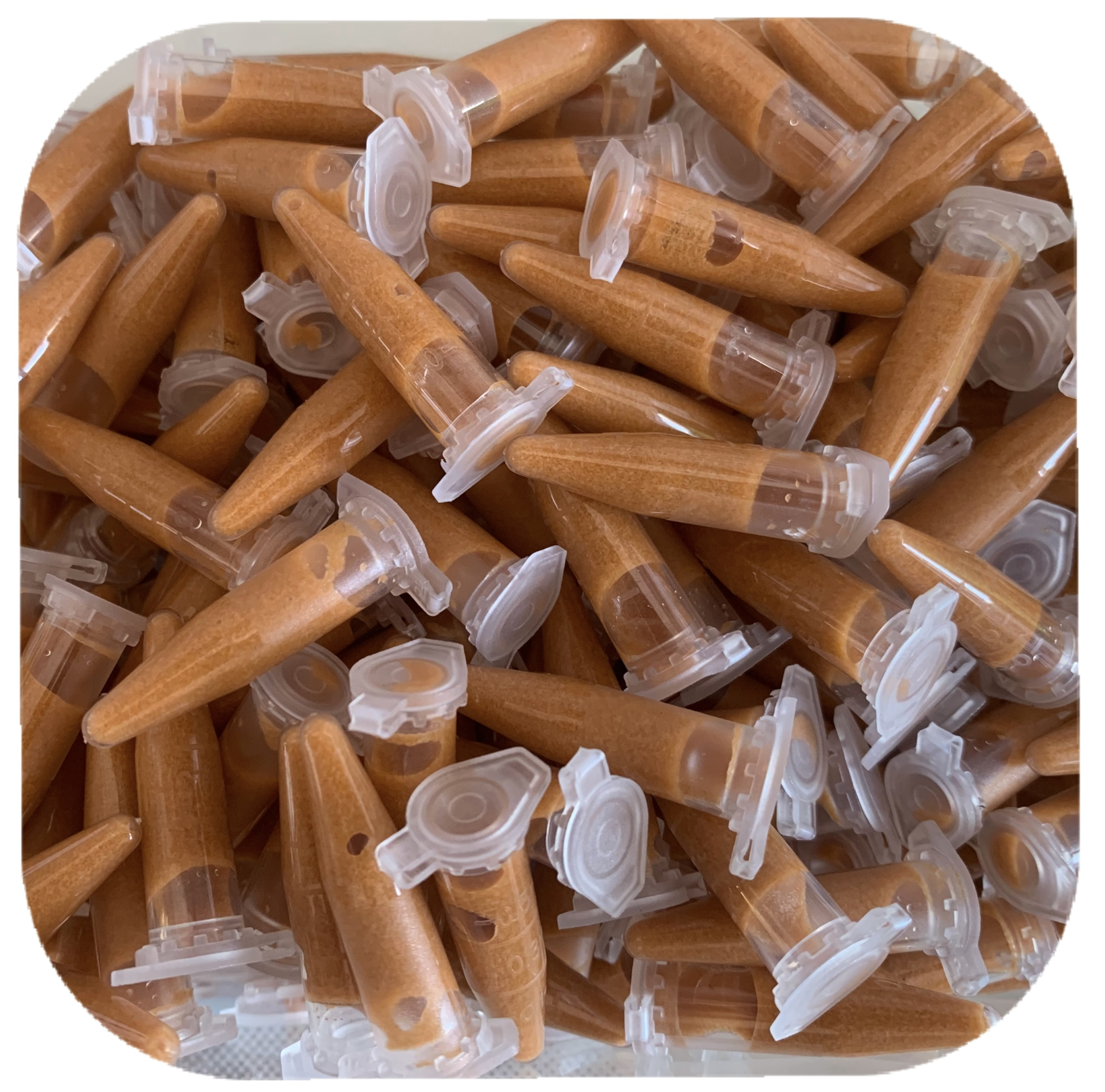 新鲜冰冻丰年虾幼虫，孔雀鱼，小型鱼，开口饲料高营养鱼食