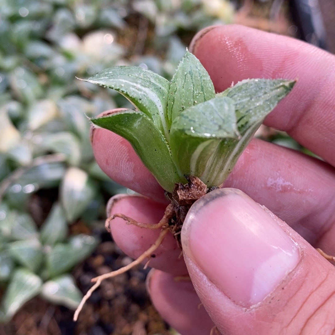 虾***仁521 一颗福利。   