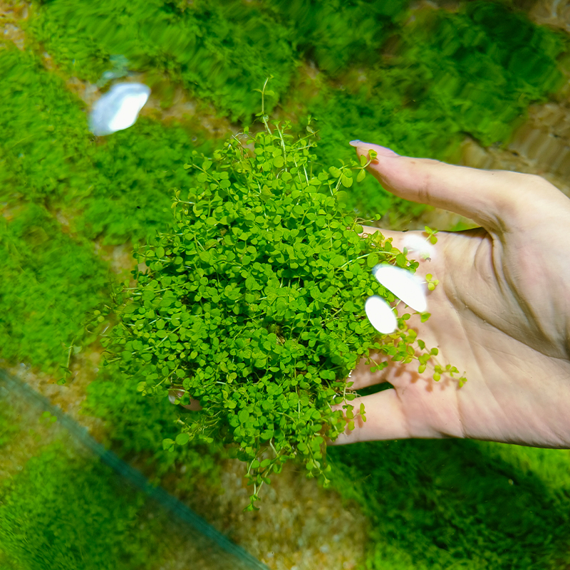 【爬地矮珍珠网片】水草福利难度低形态水草前景草懒人水草新手网片