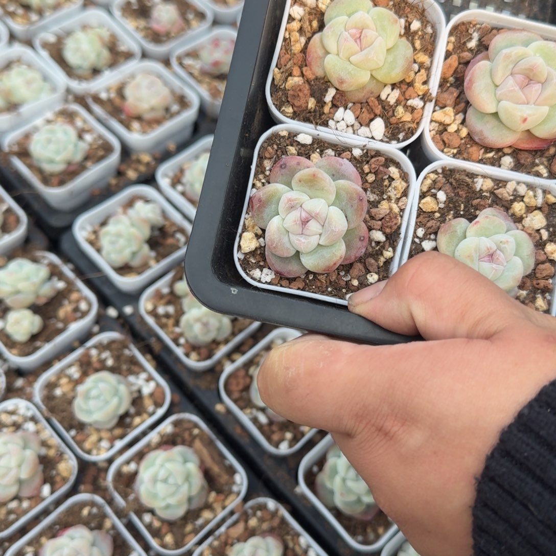 16号到手4颗江北多肉