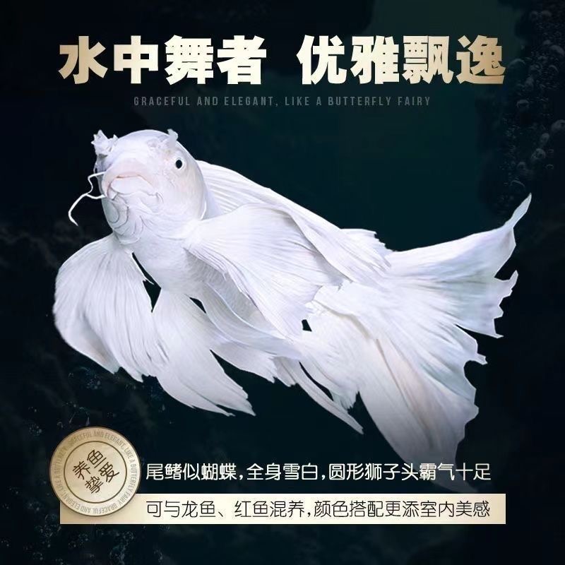 正宗台系狮子头蝴蝶鲤石膏白白短球体耐寒冷水观赏鱼淡水耐活