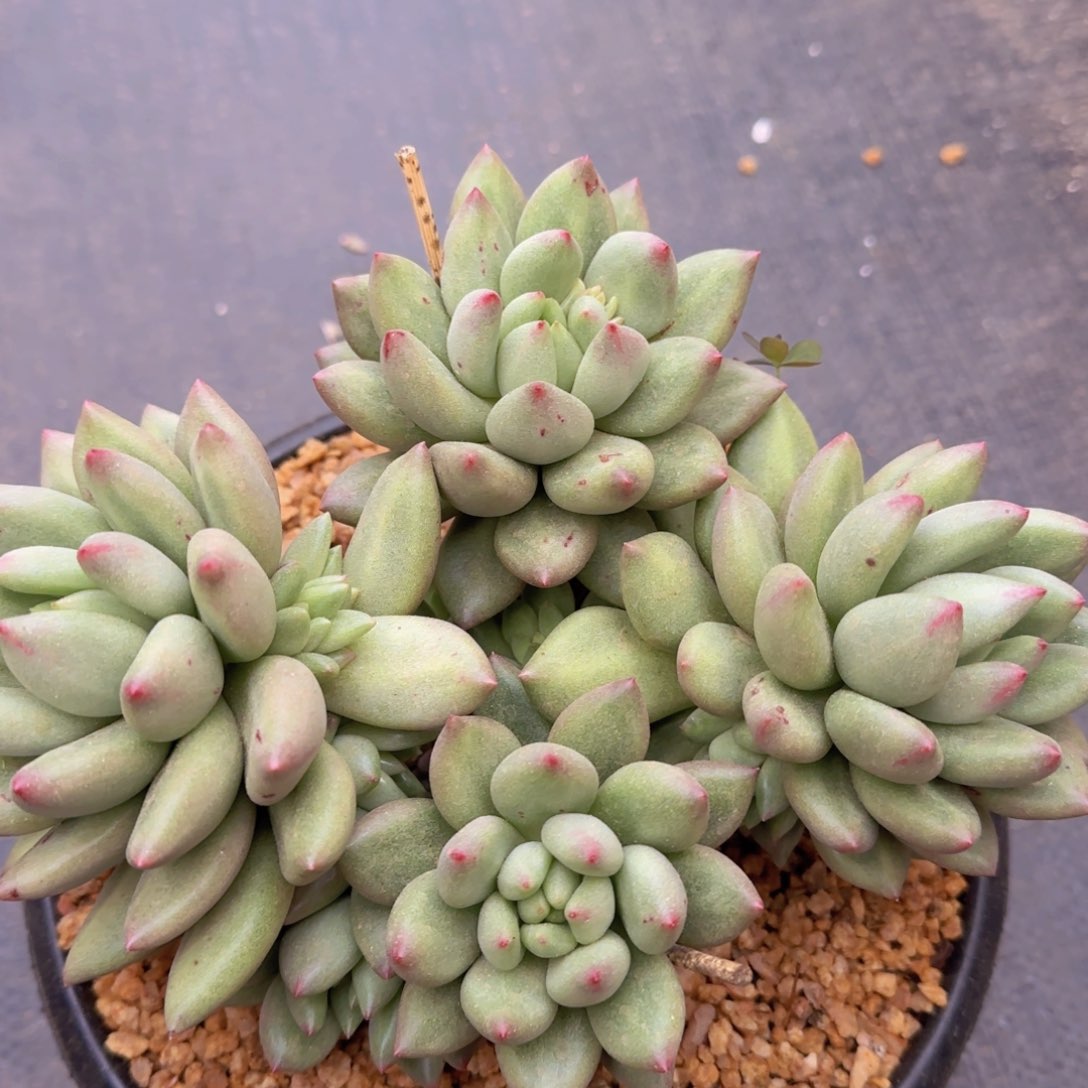 陌****࿐多肉植物duorzw