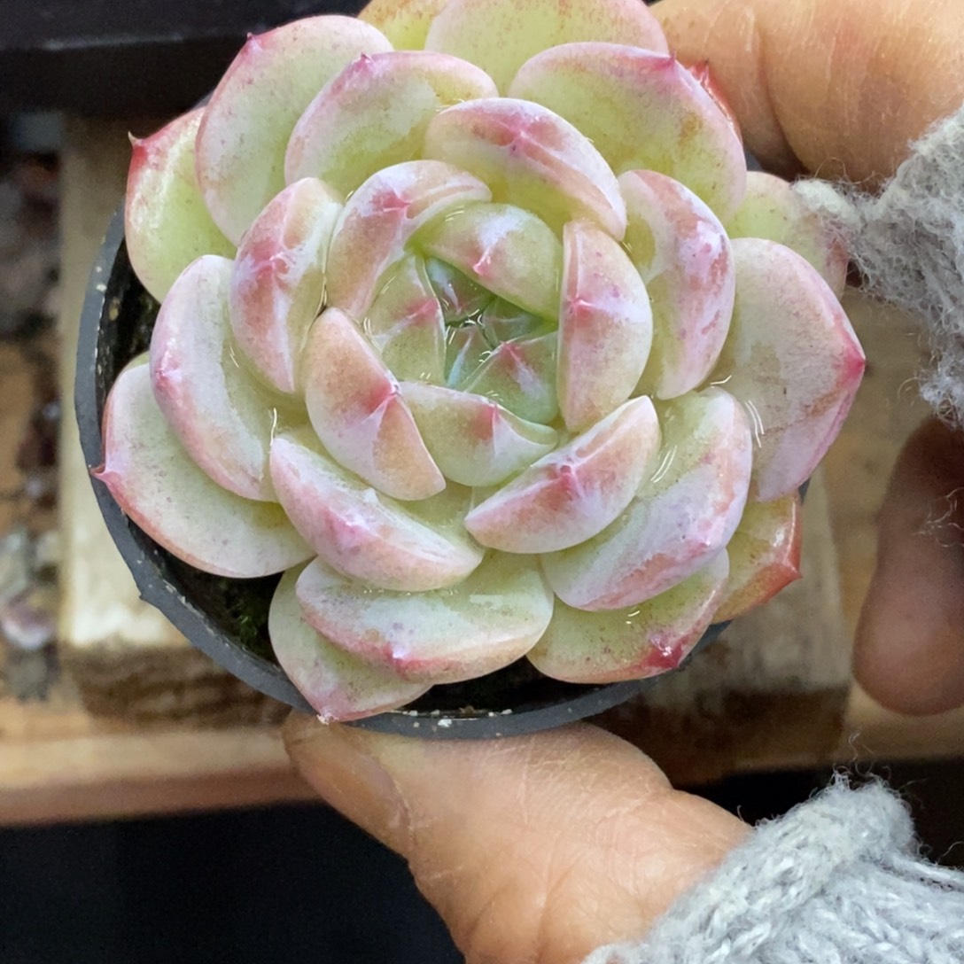 精品多肉一物一拍不包整373