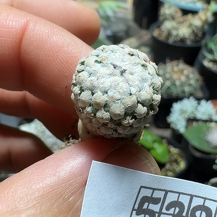 529蔷薇丸脱土发货