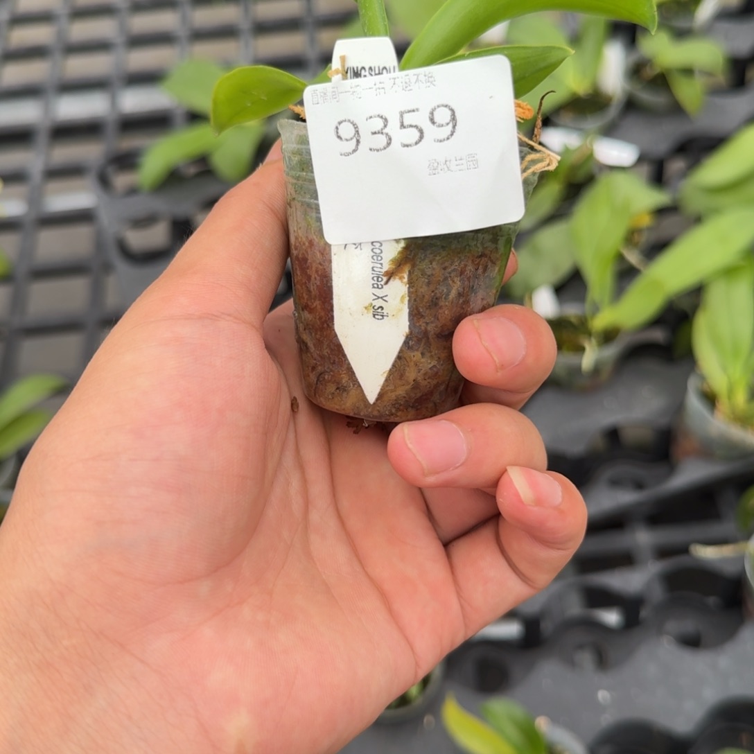 当前无花栽培后可以开花9359 瑕疵1.7 蓝路德少根