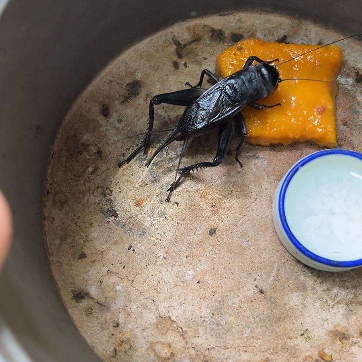 天津段子青油葫芦3条