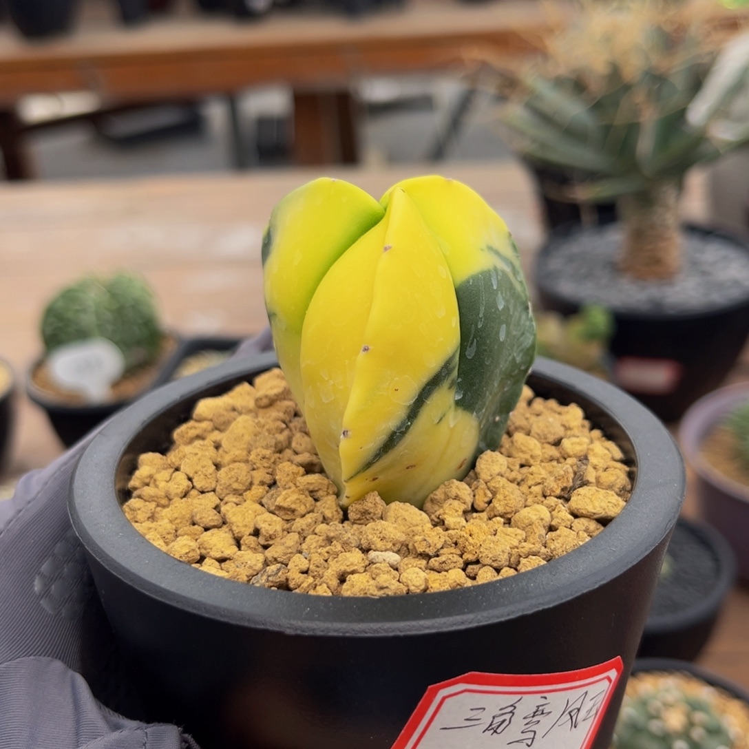 三棱锦Zzzzzzzzzzzzzzz