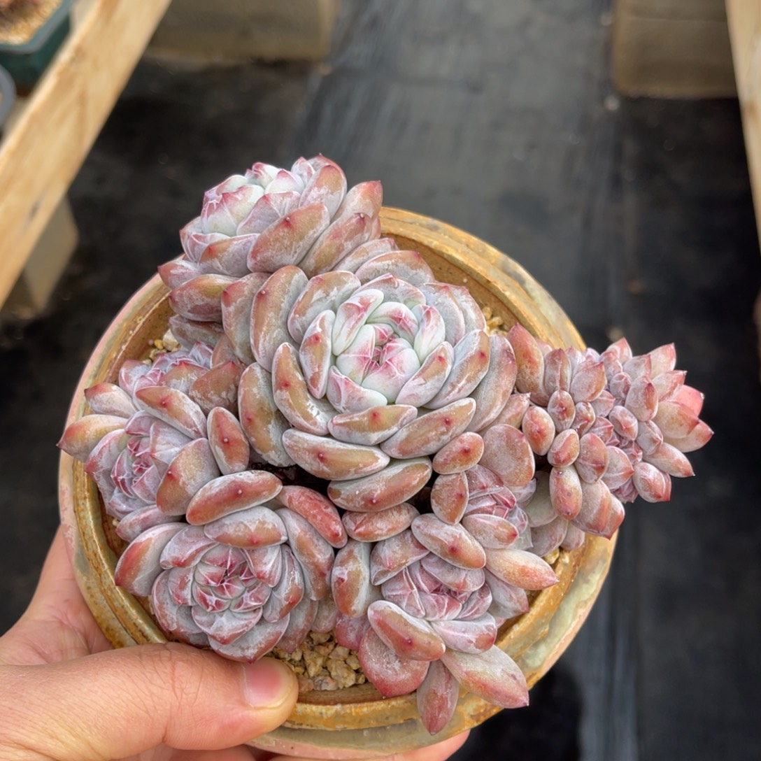 一物一拍不支持退换