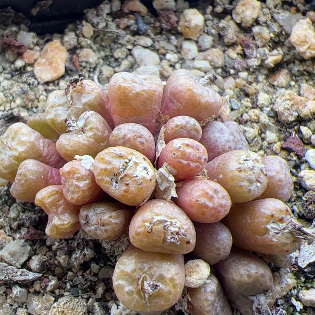 大家过年好22437