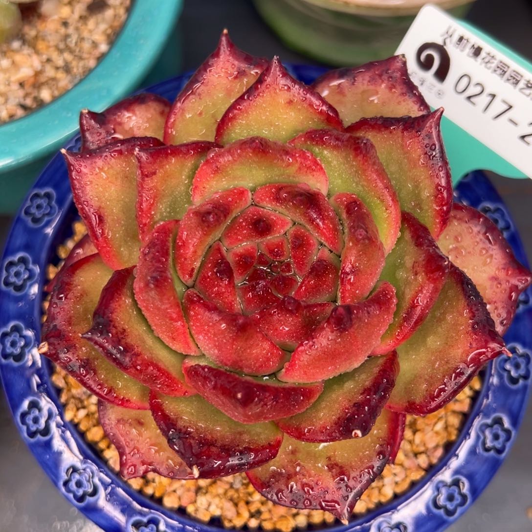 从前慢多肉精选编号0217.286