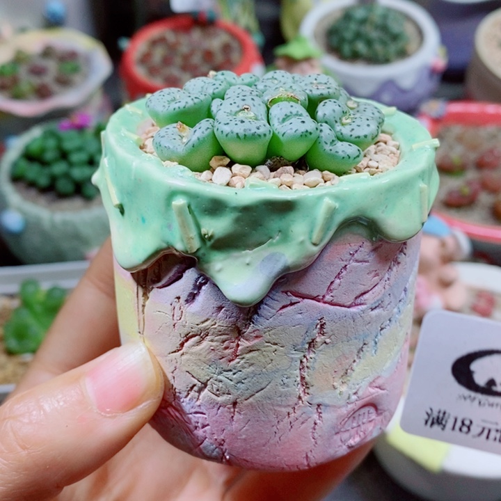 Z***z生石花花花花花花花花360盆