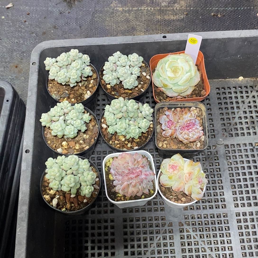 醉***185一筐9颗多肉植物