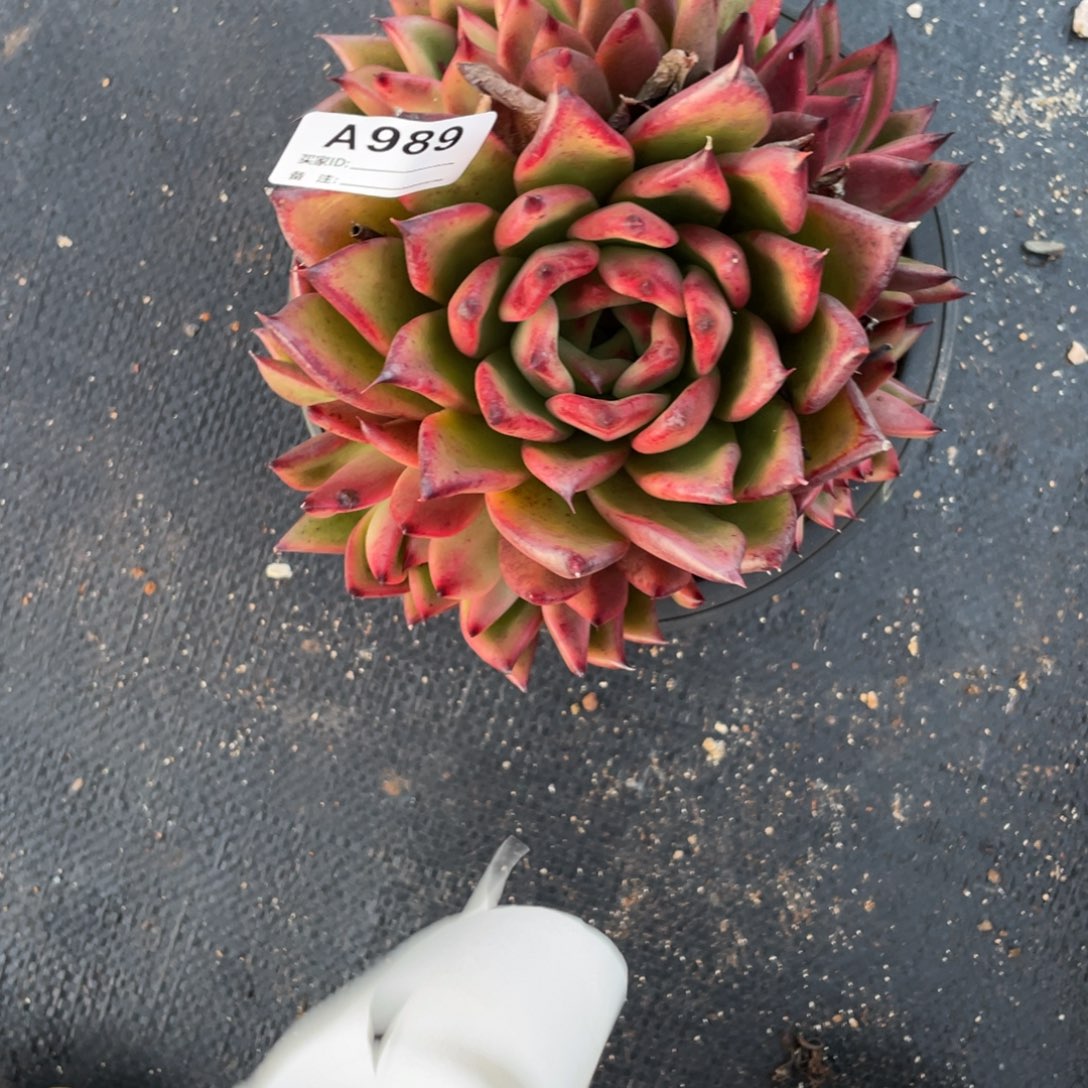 若如东云单拍A989