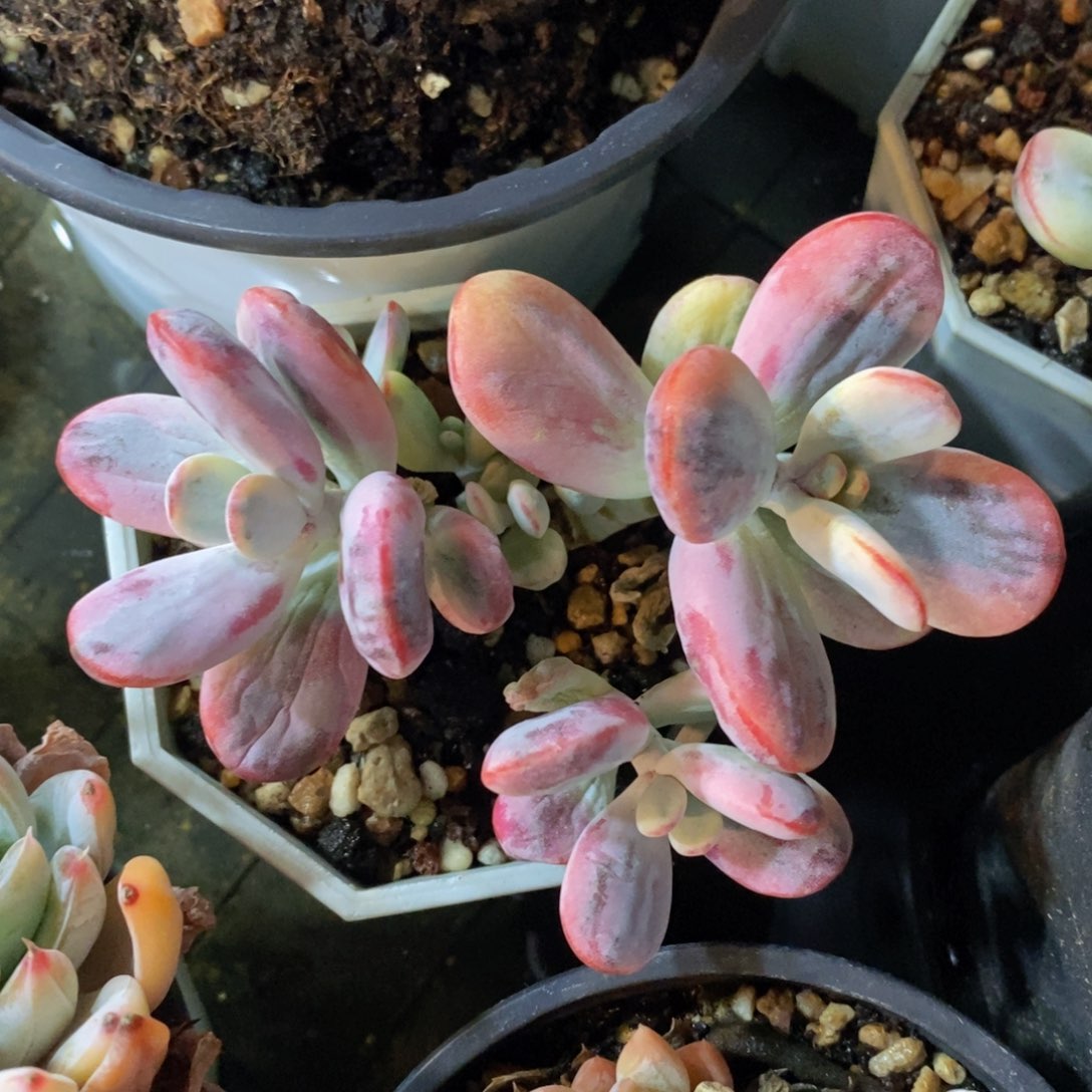 一物一拍多肉可问品种_