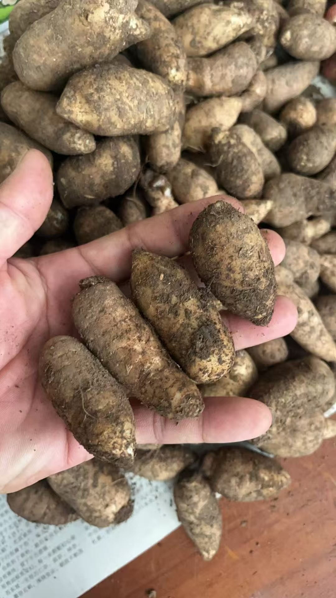 包邮新鲜小天麻1500克云南天麻