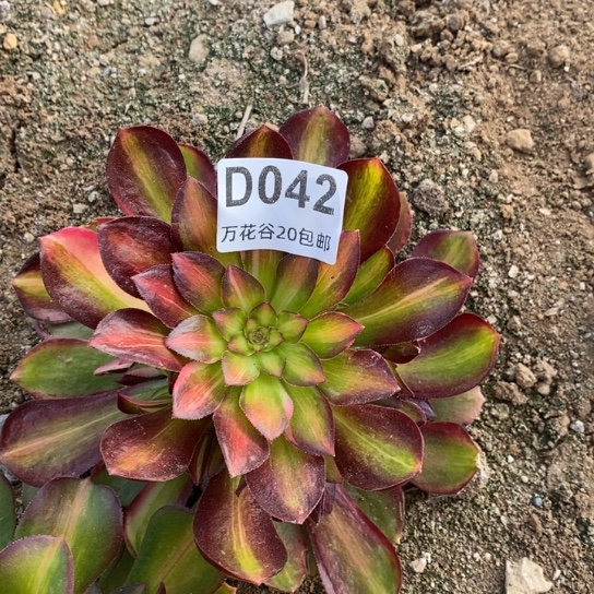 042绍修七彩多肉植物