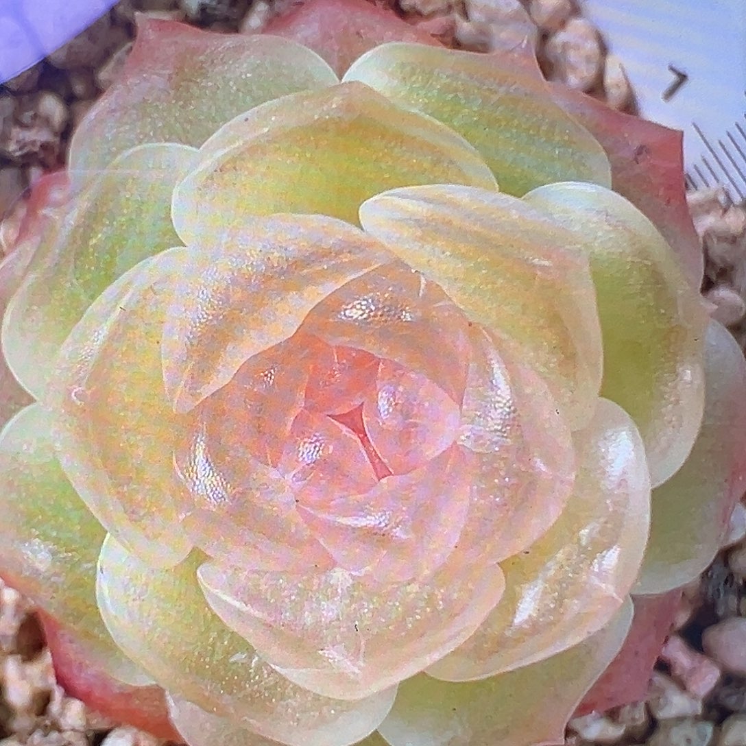 风花雪月灯。 状态图 